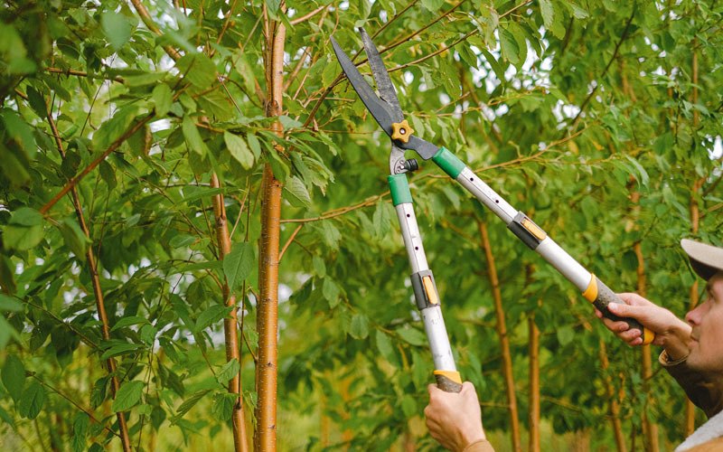 Tree trimming in Violet Hill, AR