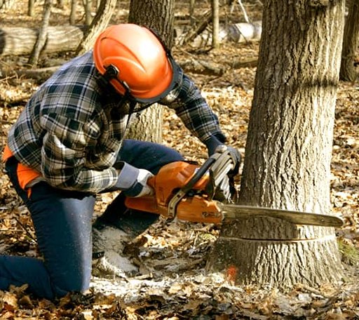 Tree Removal in Violet Hill, AR